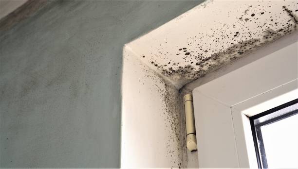 Best Asbestos and Lead Testing During Mold Inspection  in Biola, CA